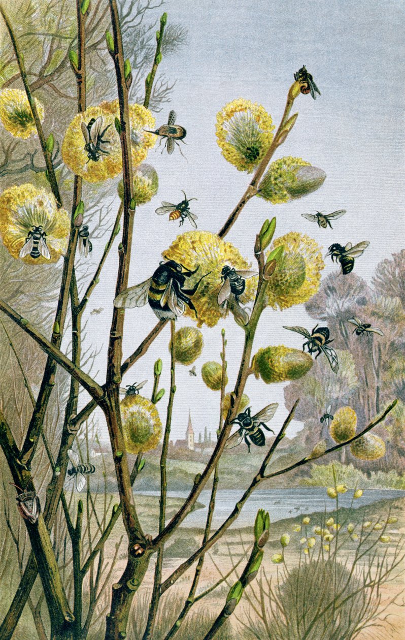 Spring in the Insect World, plate fra Brehms Tierleben: Allgemeine Kunde des Tierreichs, vol.9, s.216, utgitt av Bibliographic Institute, 1892 av German School