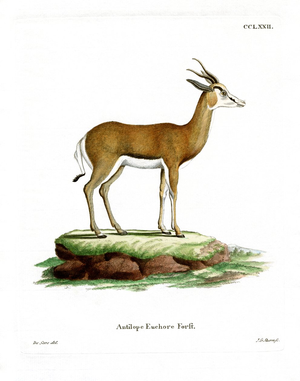 Springbok (farget gravering) av German School