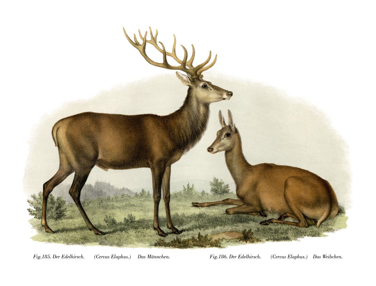 Stag, 1860 av German School
