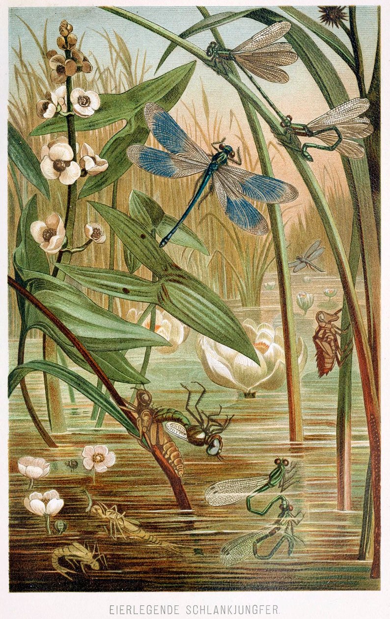 Stadier av utvikling av en damselfly, fra Brehms Tierleben, pub. 1860-talls fargelitografi, 1860. av German School