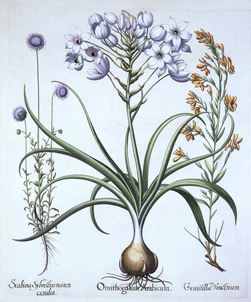 Star of Bethlehem , med blåblomstrede sauer og Dyers Greenwood, fra Hortus Eystettensis, av Basil Besler (1561-1629), pub. 1613 (håndfarget gravering) av German School