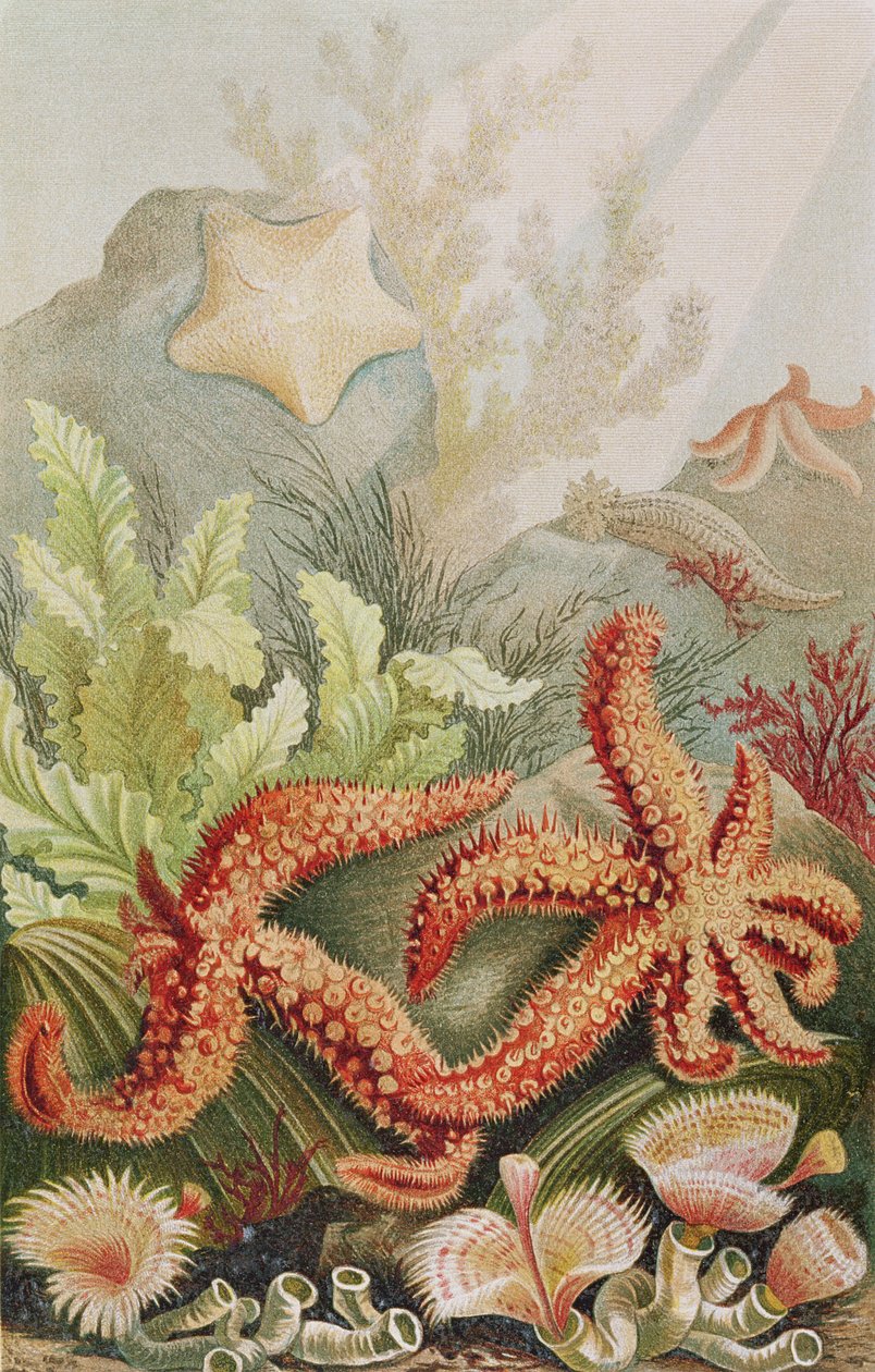 Sjøstjerne, tallerken fra Brehms Dyreliv: Generell kunnskap om dyreriket, vol.10, s.528, utgitt av Bibliografisk Institutt, 1893 av German School