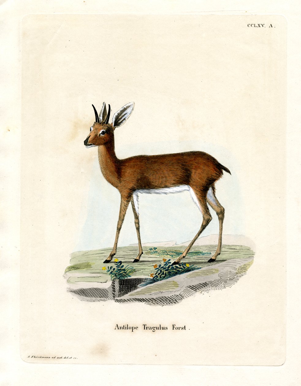 Steenbok (farget gravering) av German School