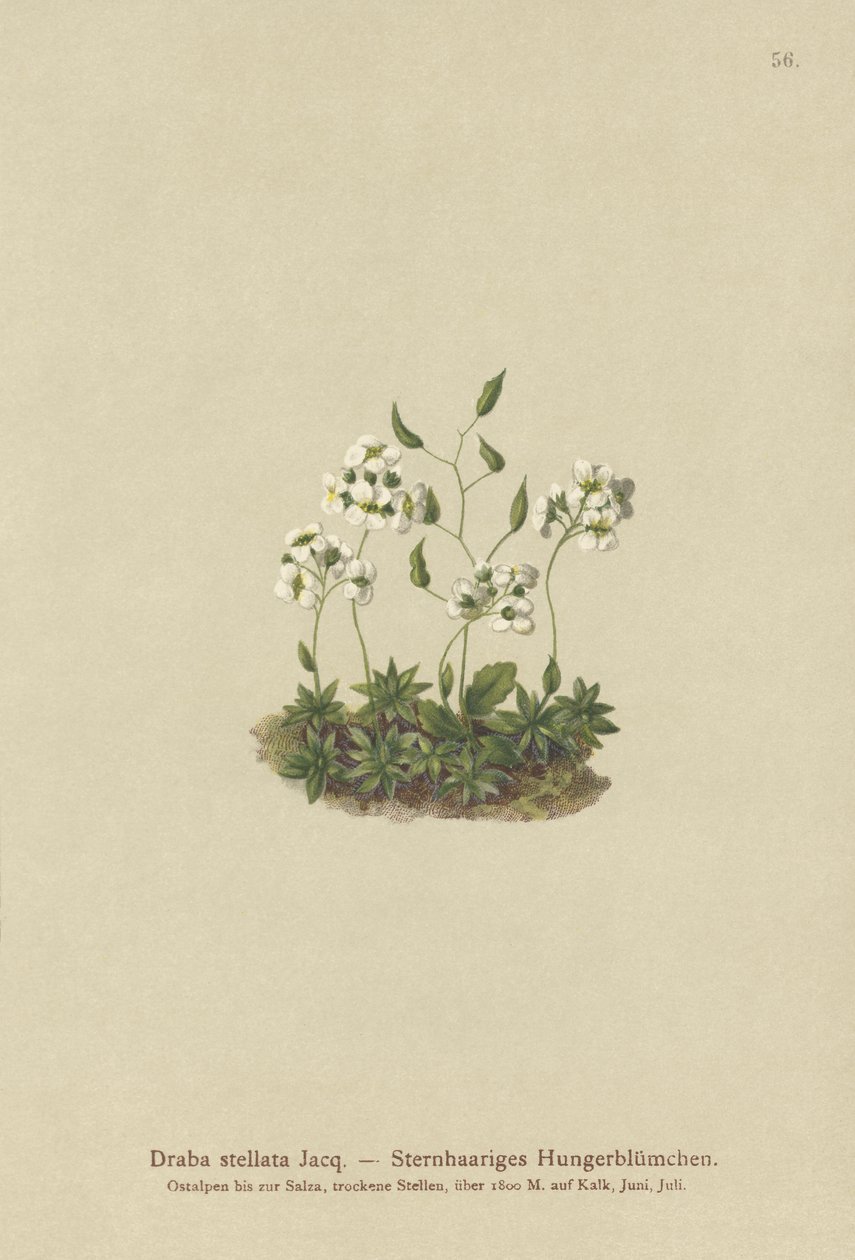 Stjernet hvitt gress (Draba stellata) av German School