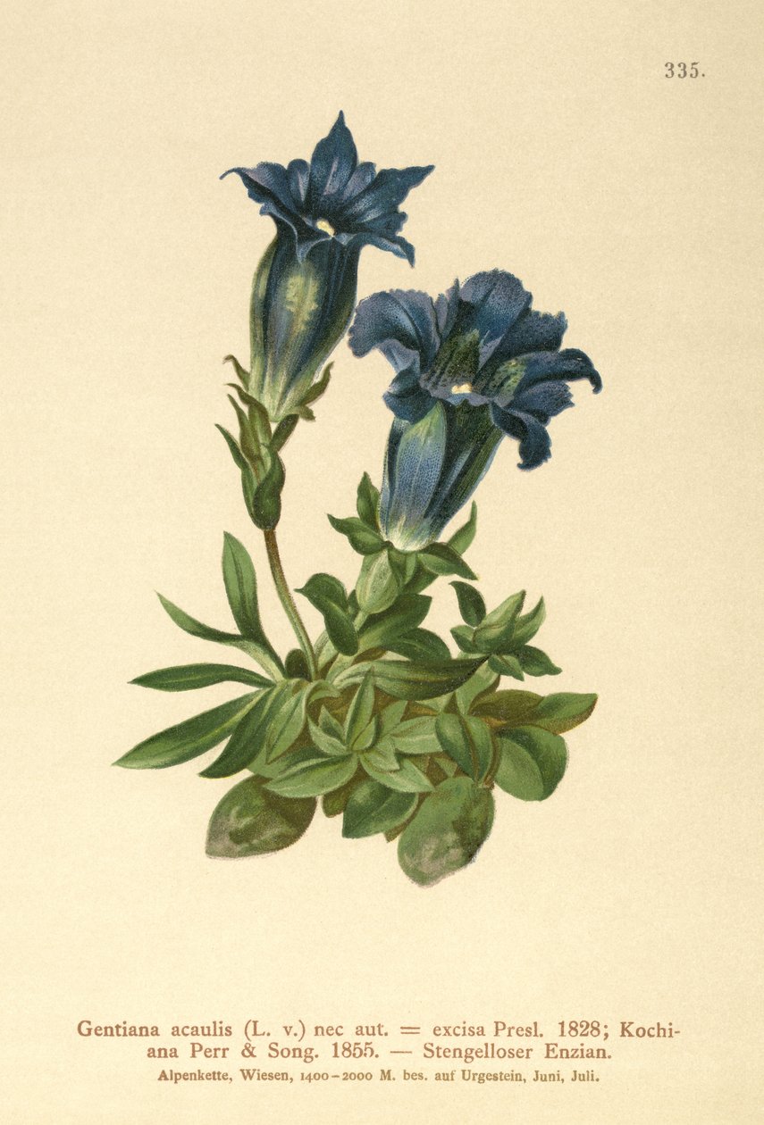 Stammeløs Gentian av German School