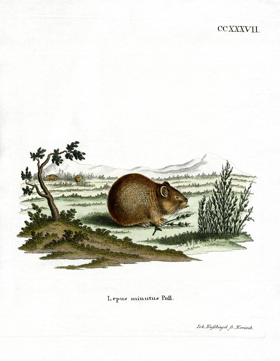 Steppe Pika (farget gravering) av German School