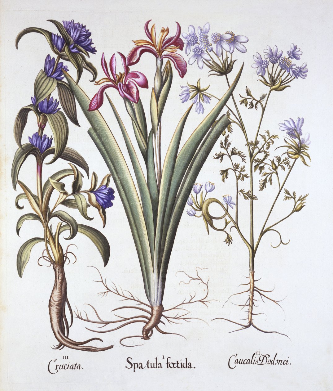 Stinking Iris, Orlaya og Crosswort Gentian, fra Hortus Eystettensis, av Basil Besler (1561-1629), pub. 1613 (håndfarget gravering) av German School