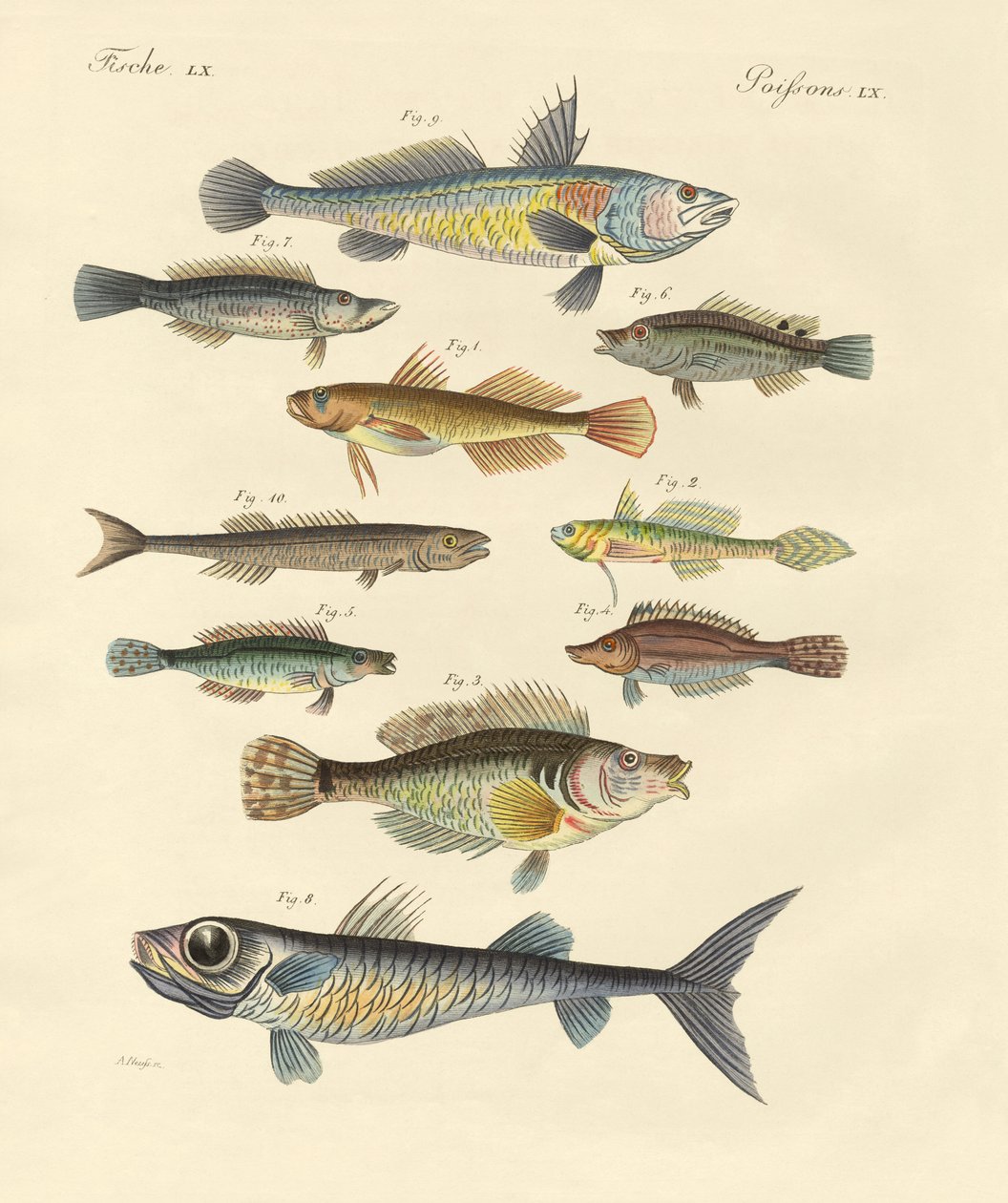Merkelig og vakker fisk (farget gravering) av German School