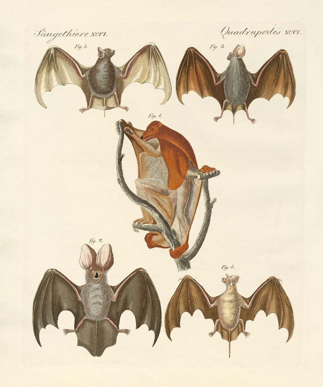 Merkelig chiroptera av German School