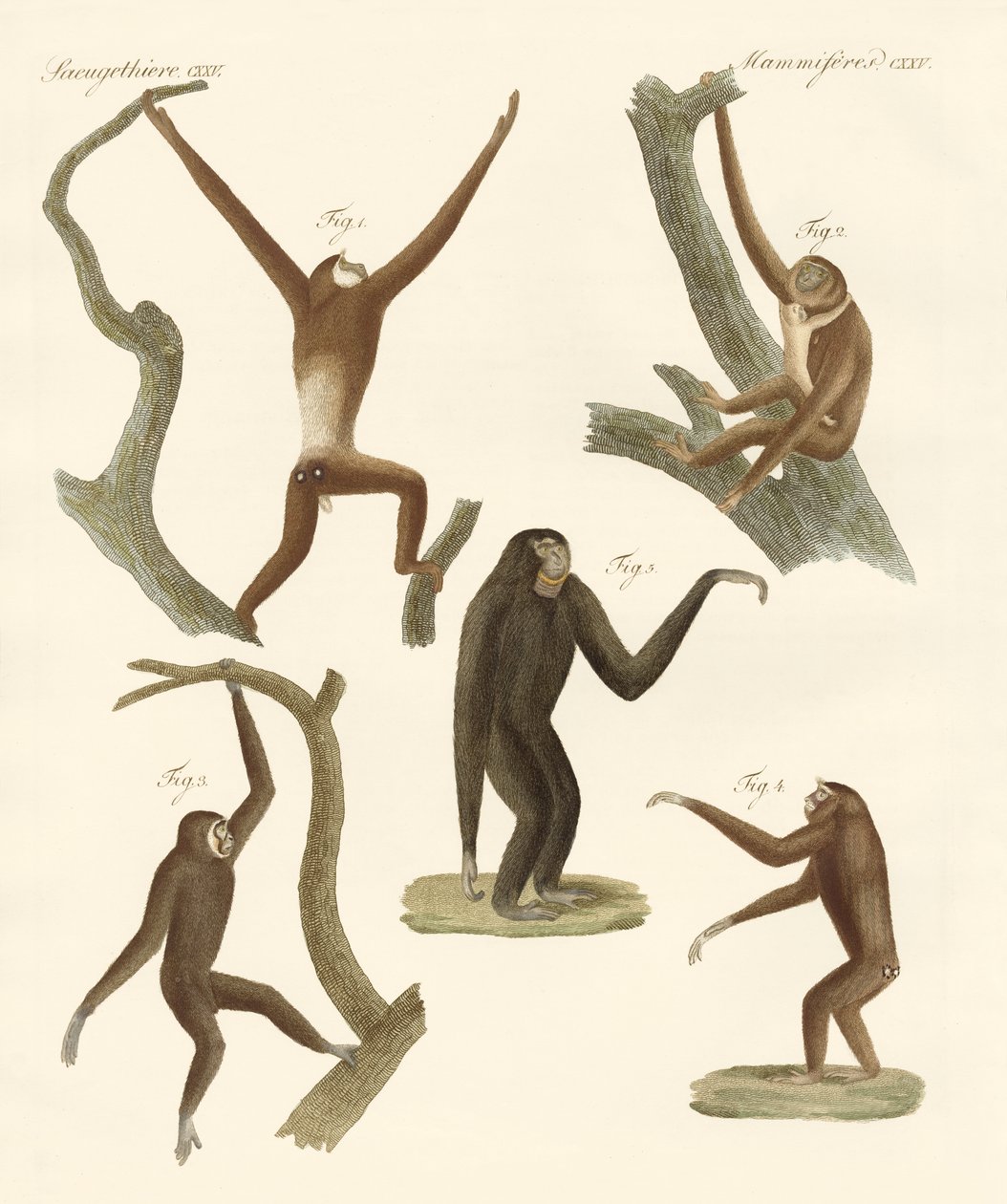 Merkelige gibbons av German School