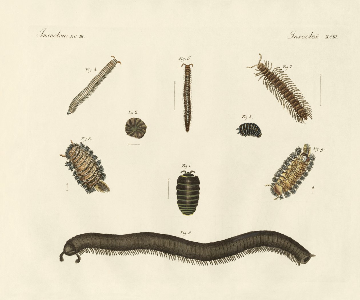 Merkelige insekter (farget gravering) av German School