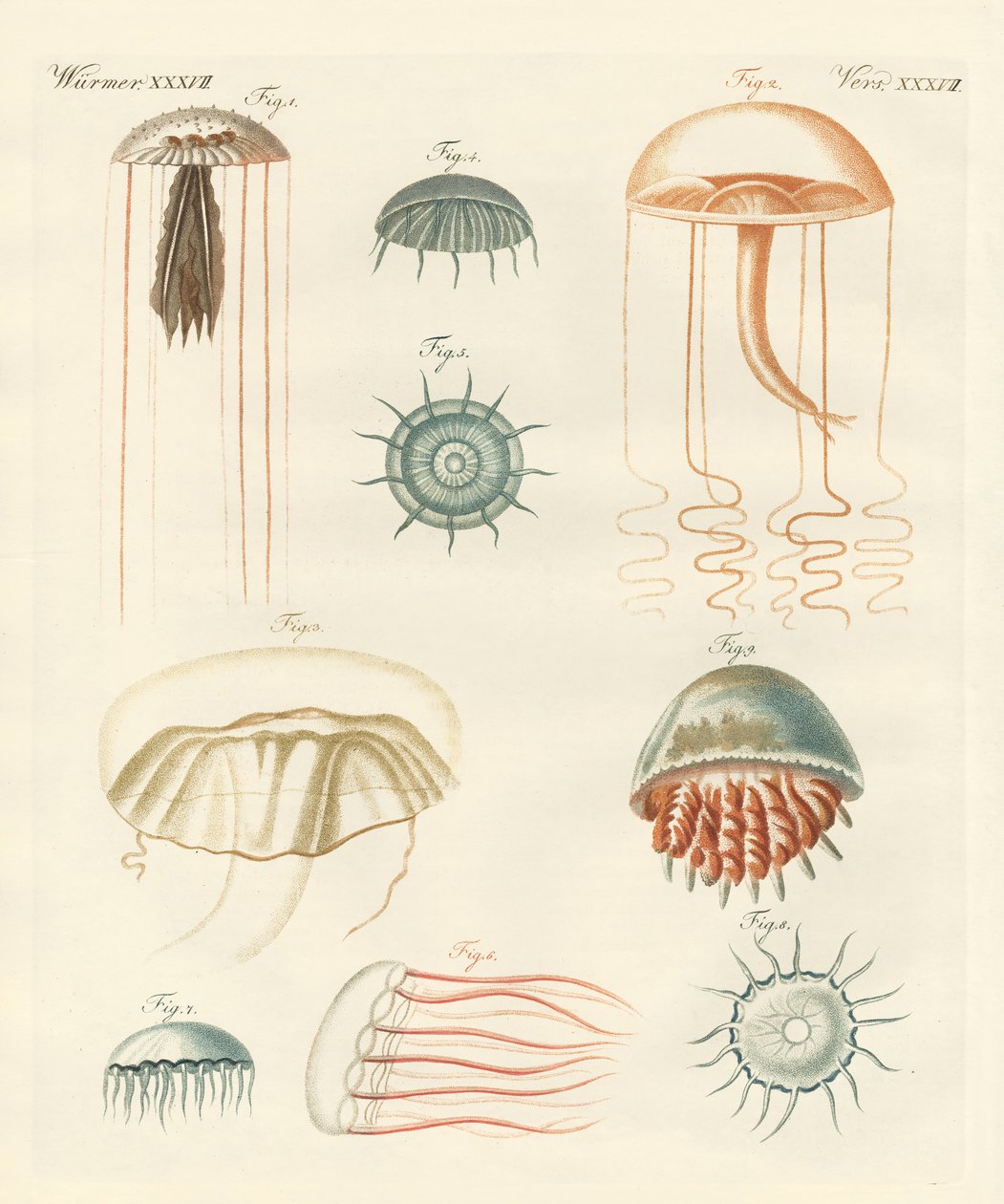 Rare medusas (farget gravering) av German School