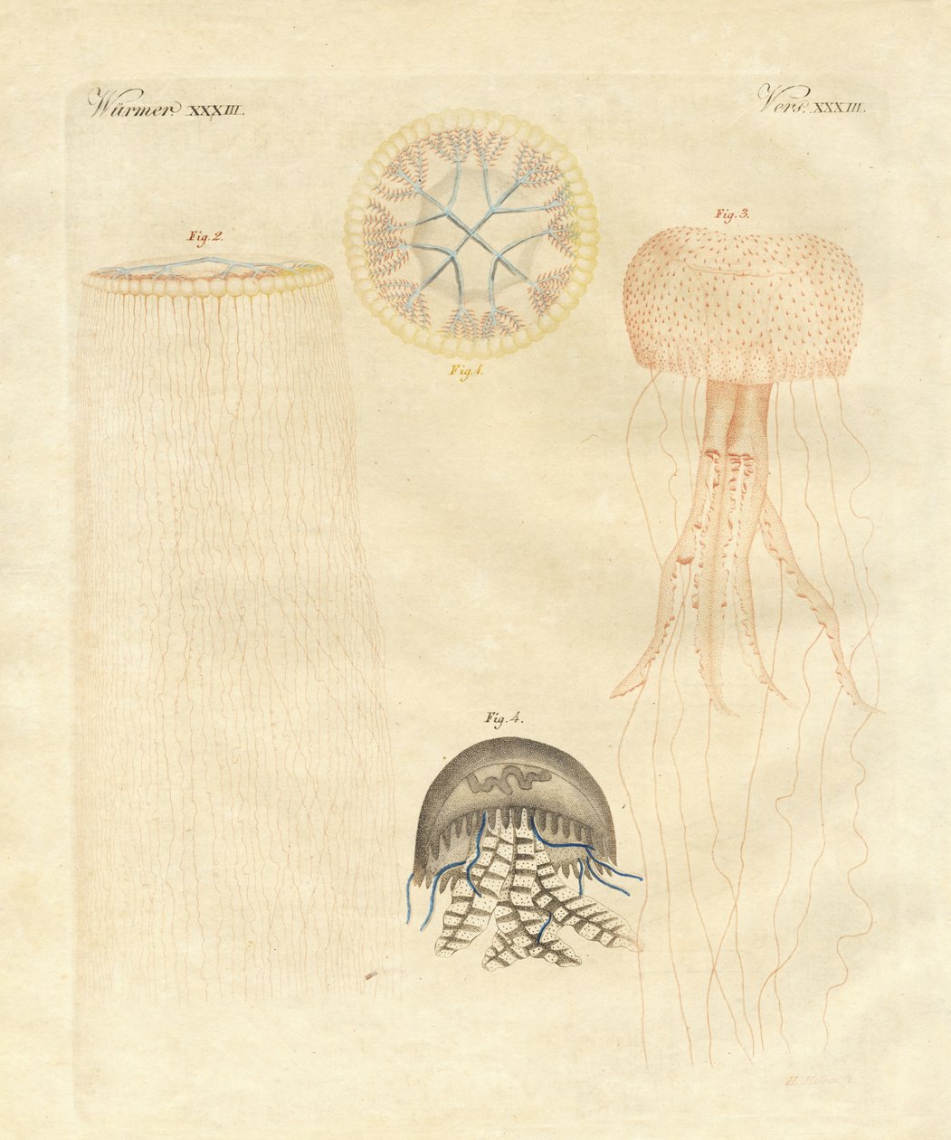Rare medusas (farget gravering) av German School