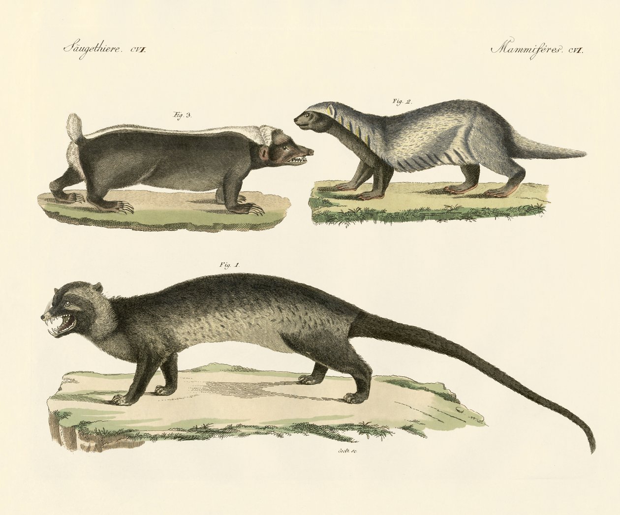 Rare skunks (farget gravering) av German School
