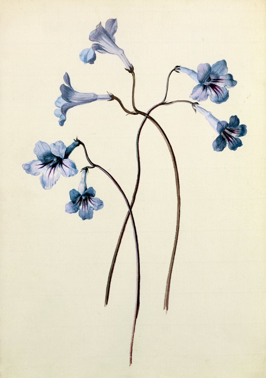 Streptocarpus, ca. 1790 (wc på papir) av German School