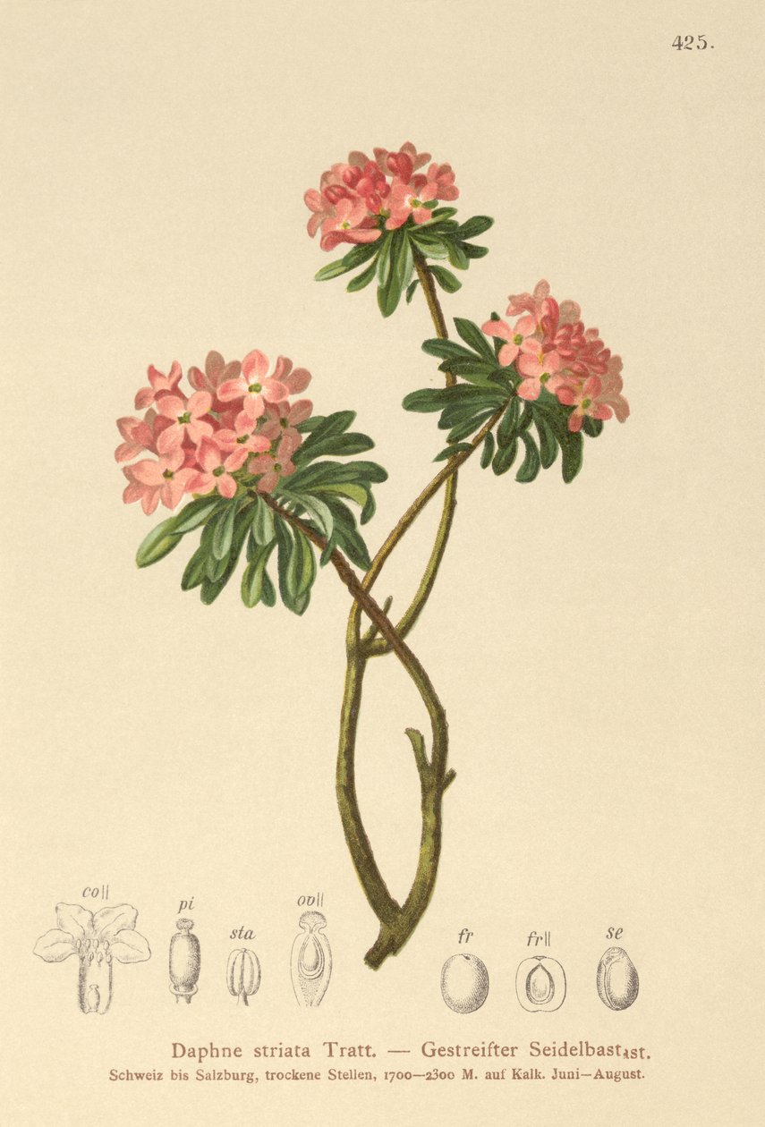 Tråstriet Daphne (Daphne striata) av German School