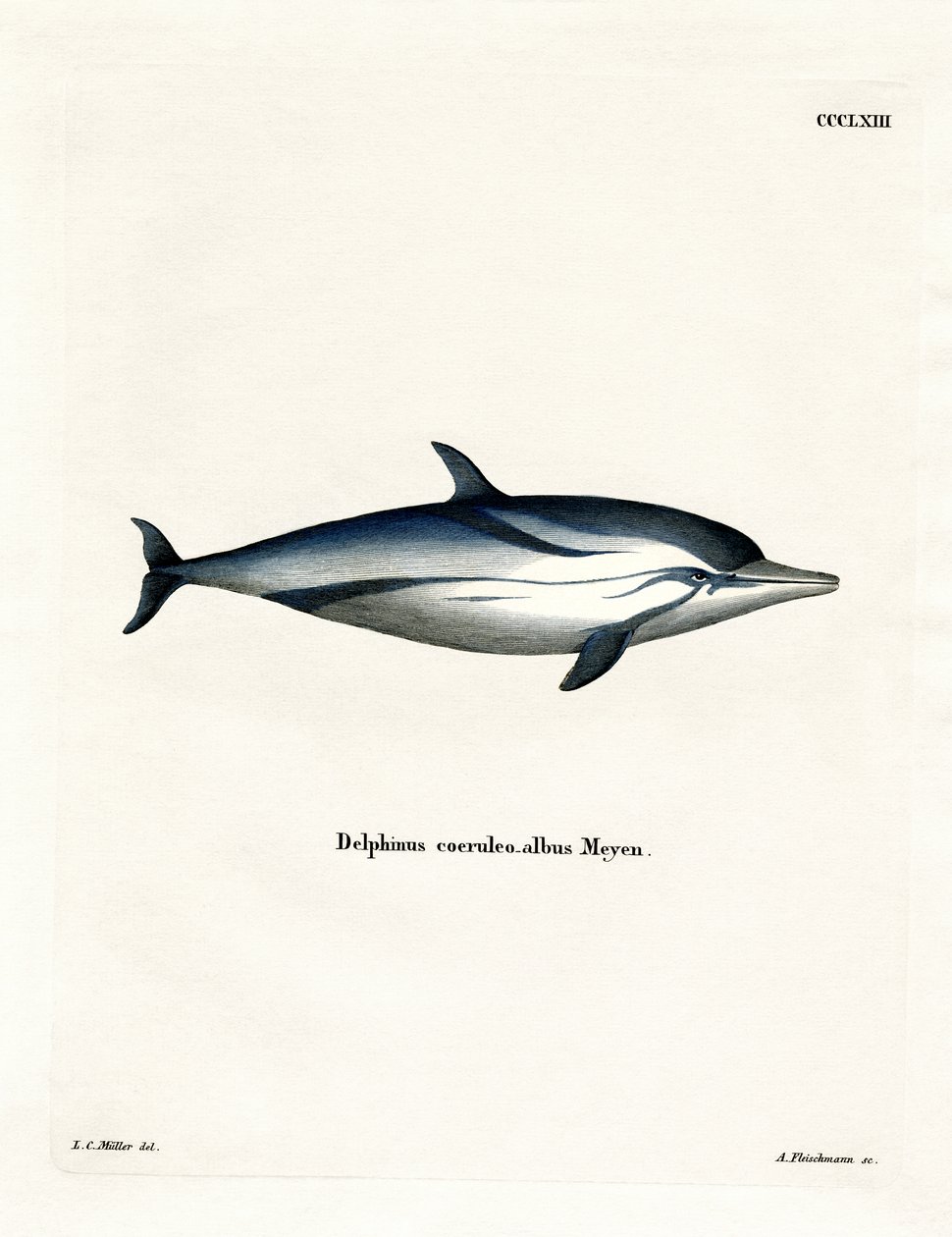 Stripet delfin (farget gravering) av German School