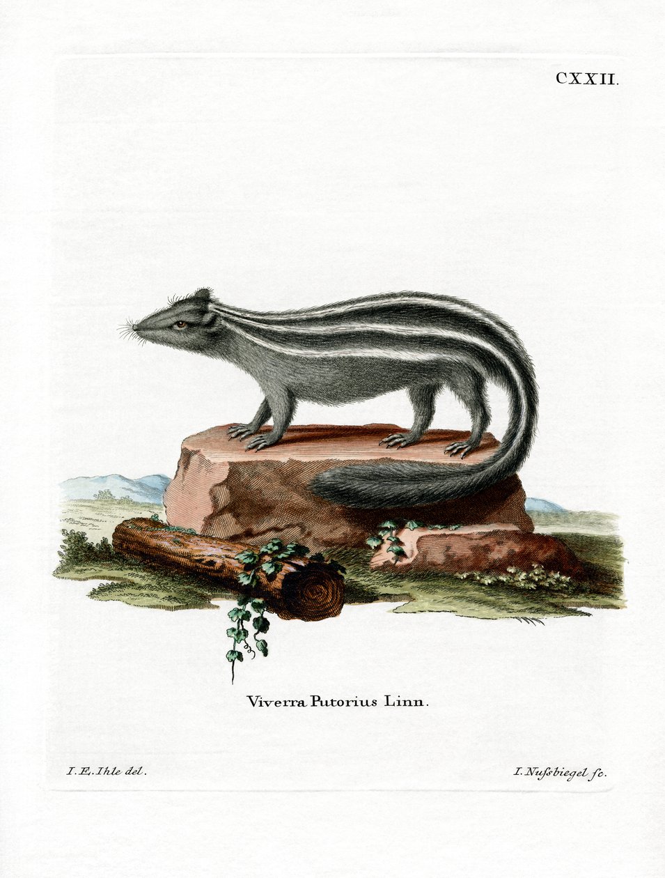 Stripet Skunk (farget gravering) av German School