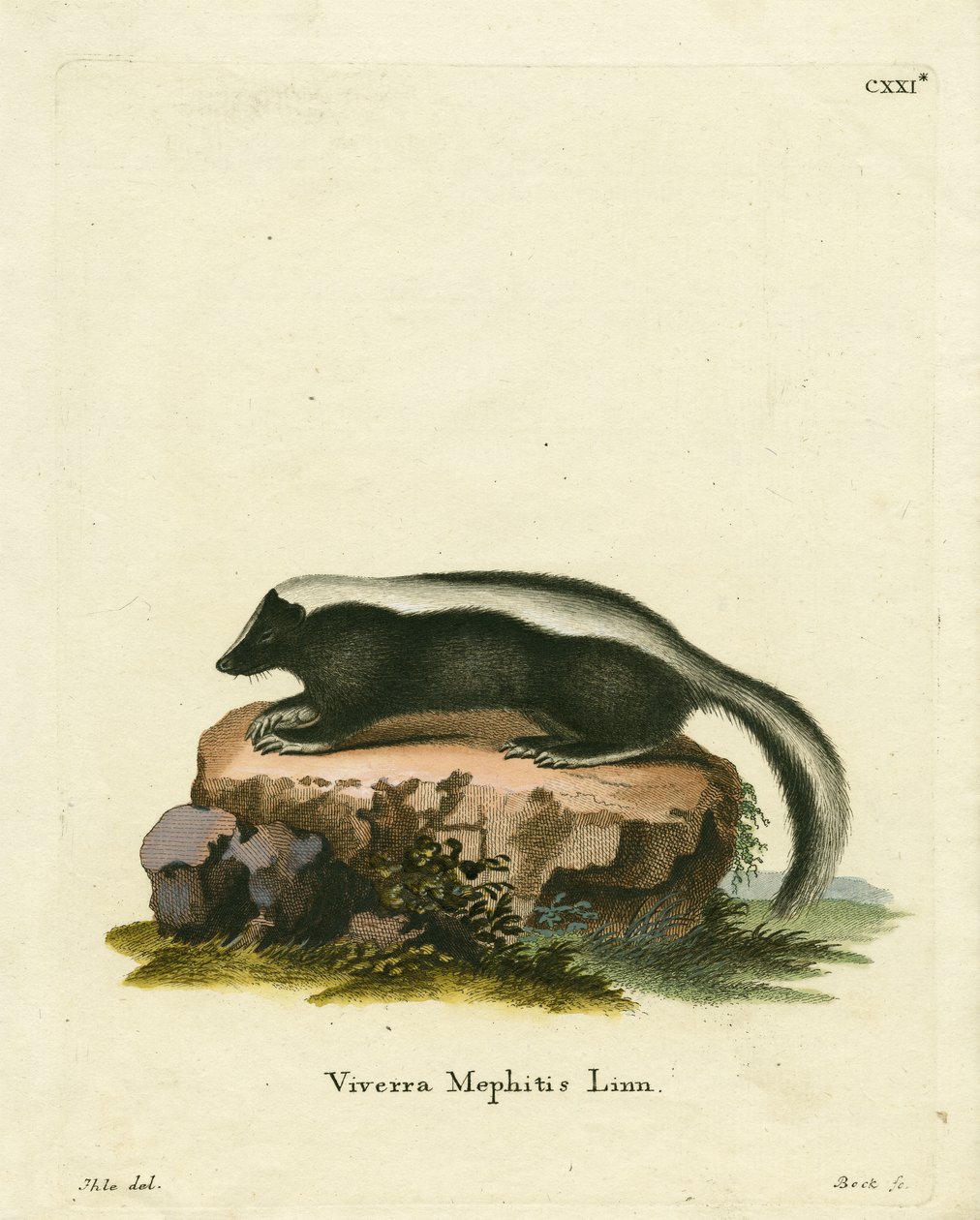 Stripet Skunk (farget gravering) av German School