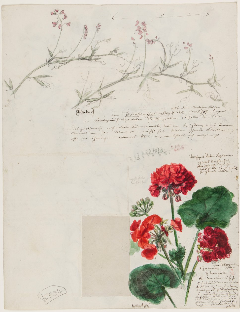 Studier av planter og figurer laget i Roma og Pankow, Berlin, 1868 av German School