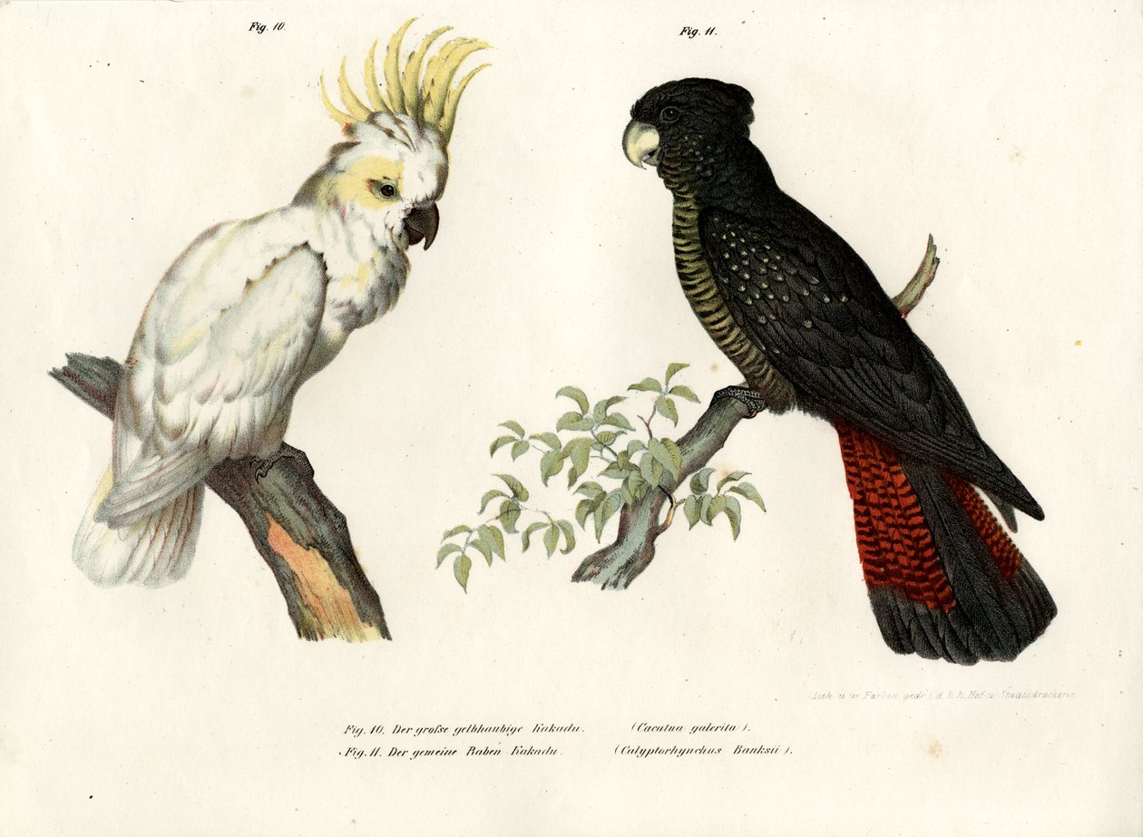 Svovelkakadu, 1864 av German School