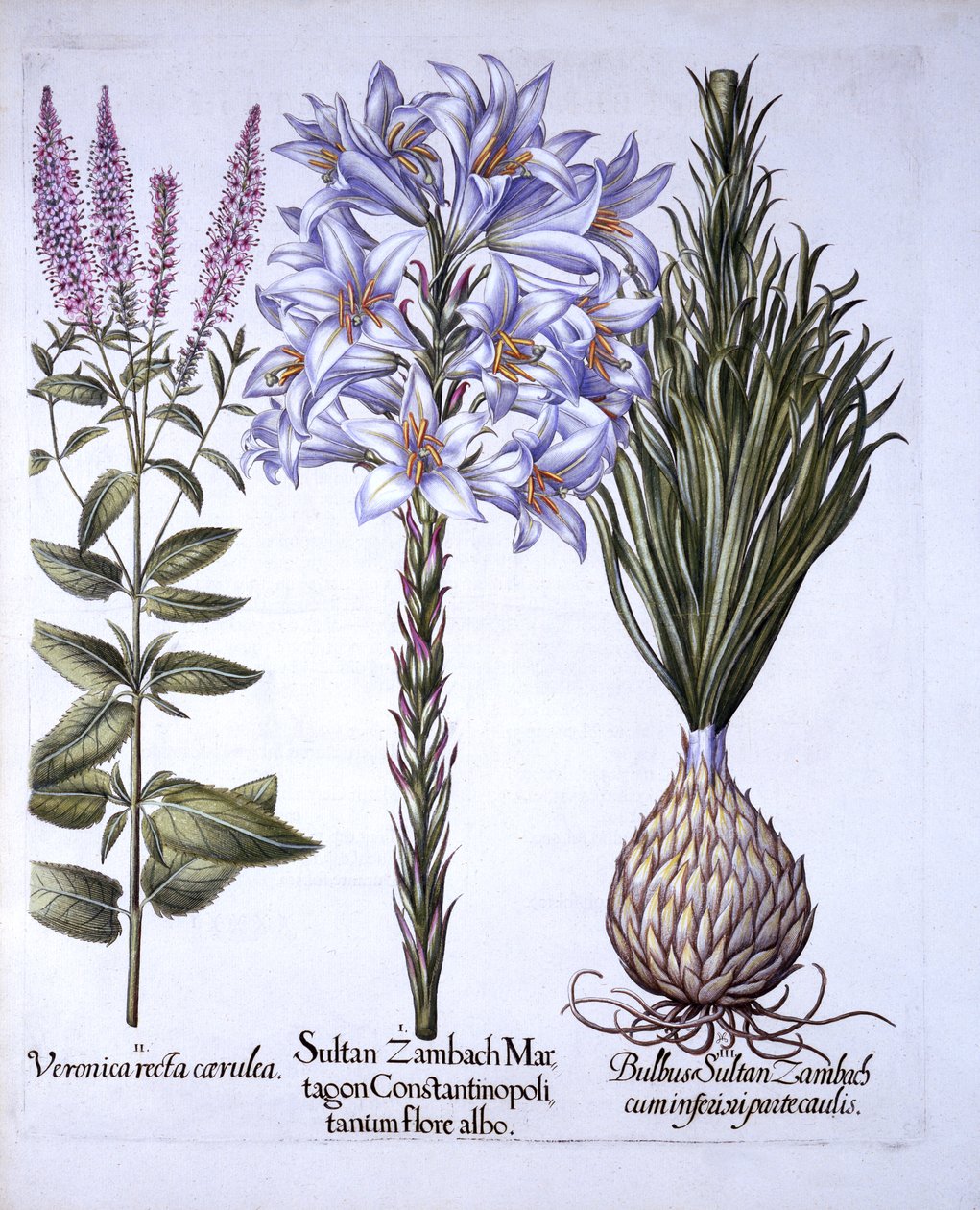 Sultan Zambach Lily and Bulb, Veronica, fra Hortus Eystettensis, av Basil Besler (1561-1629), pub. 1613 (håndfarget gravering) av German School