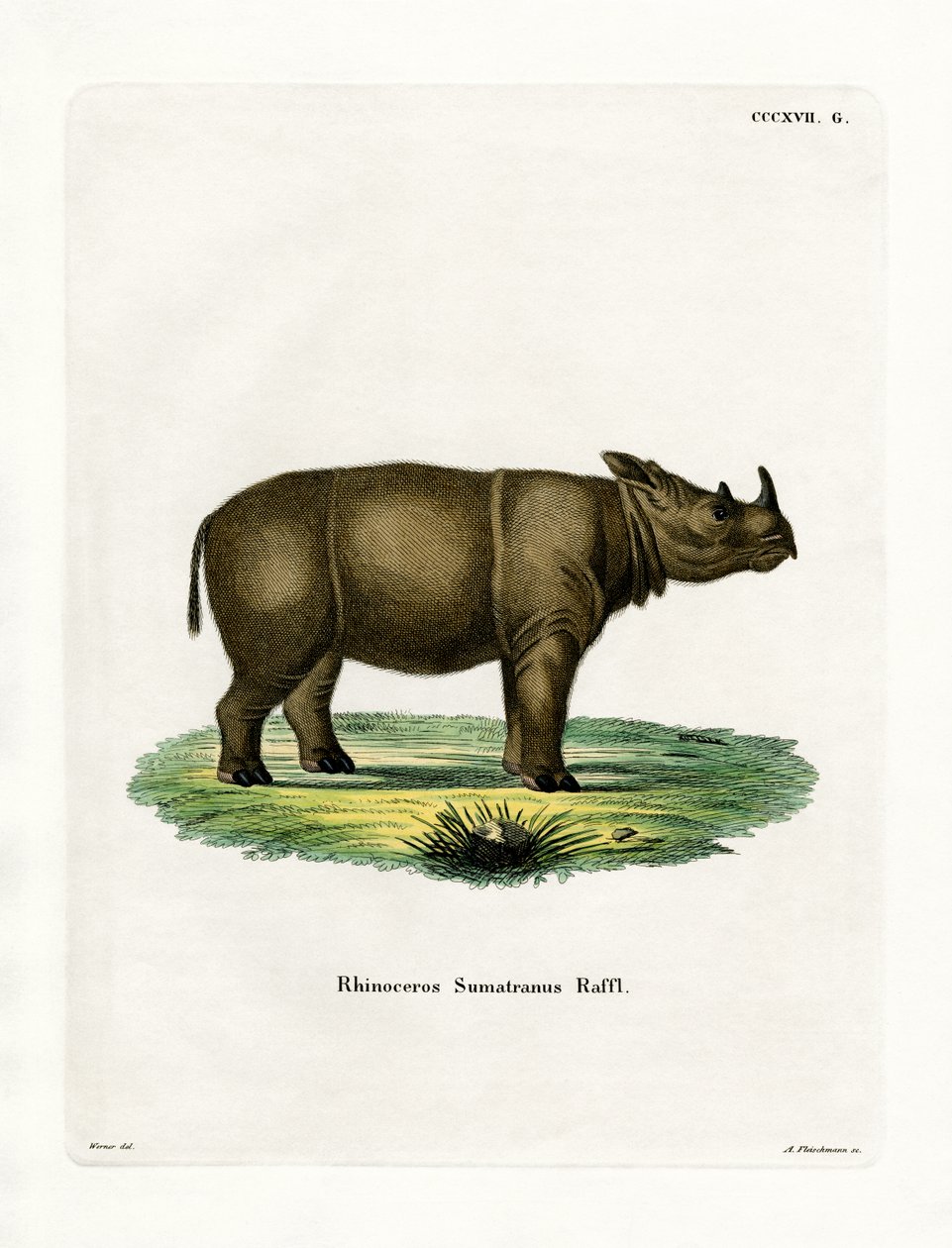 Sumatran Rhinoceros (farget gravering) av German School
