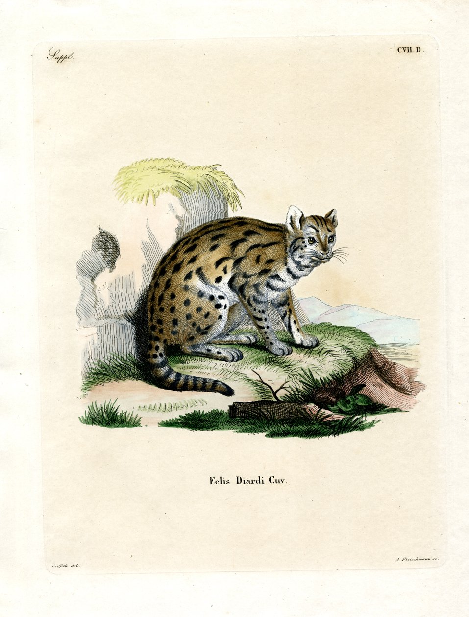 Sunda Clouded Leopard (farget gravering) av German School