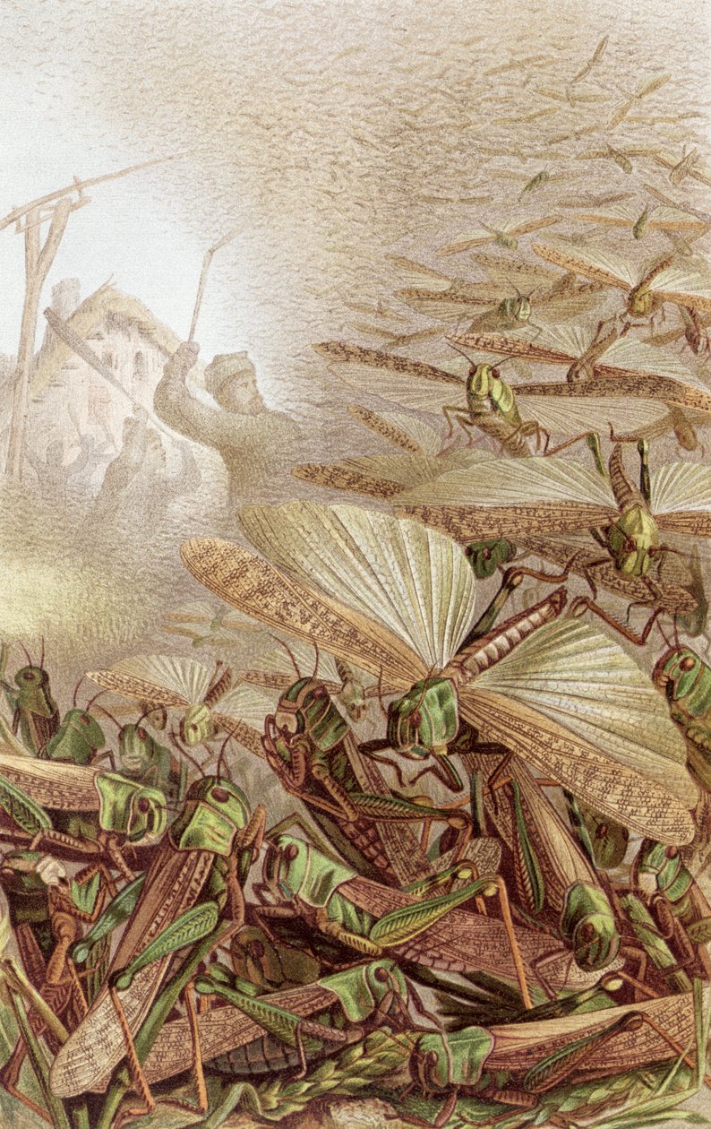 Swarm of Migratory Locusts, plate fra Brehms Tierleben: Allgemeine Kunde des Tierreichs, vol.9, s.592, utgitt av Bibliographic Institute, 1892 av German School