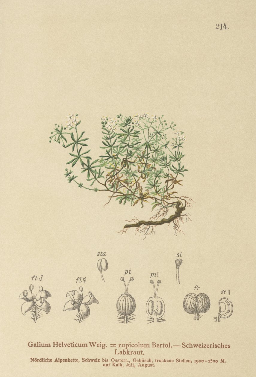 Sveitsisk sengehalm (sveitsisk Galium, Galium rupicolum, Galium megalospermum) av German School