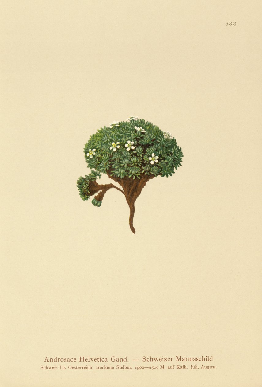 Sveitsisk steinsjasmin (Androsace Helvetica) av German School