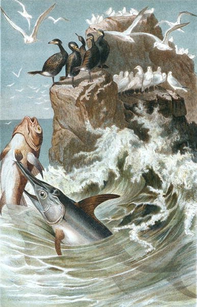 Sverdfisk, tallerken fra "Brehms Tierleben: Allgemeine Kunde des Tierreichs", vol.8, s.78, utgitt av Bibliographisches Institut av German School