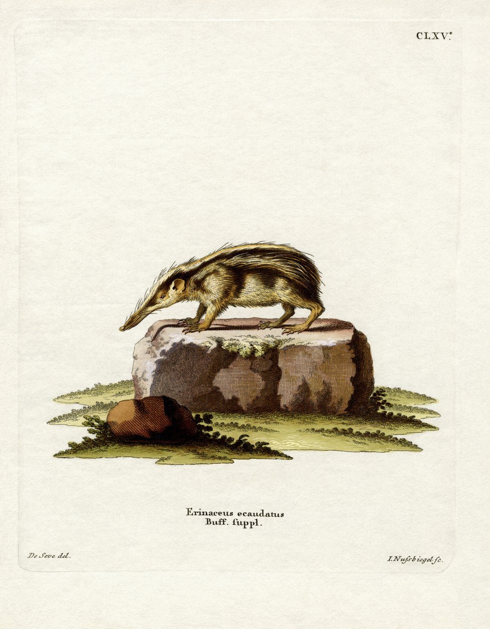 Tailless Tenrec (farget gravering) av German School