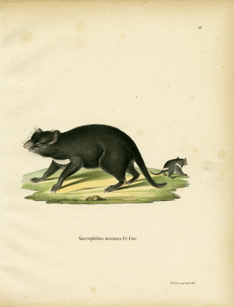 Tasmanian Devil (farget gravering) av German School