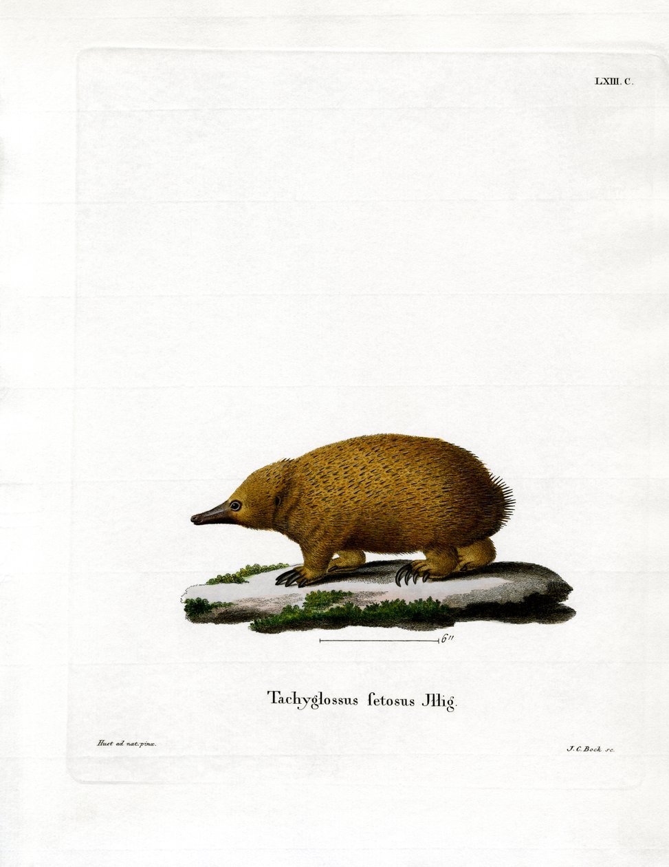 Tasmansk kortnebb Echidna (farget gravering) av German School