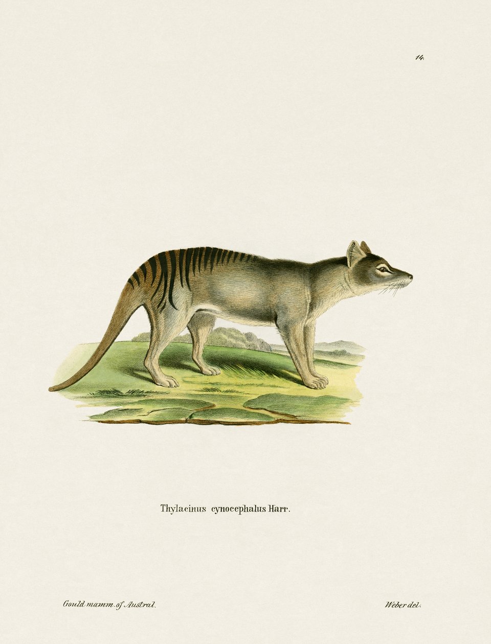 Tasmanian Tiger (farget gravering) av German School