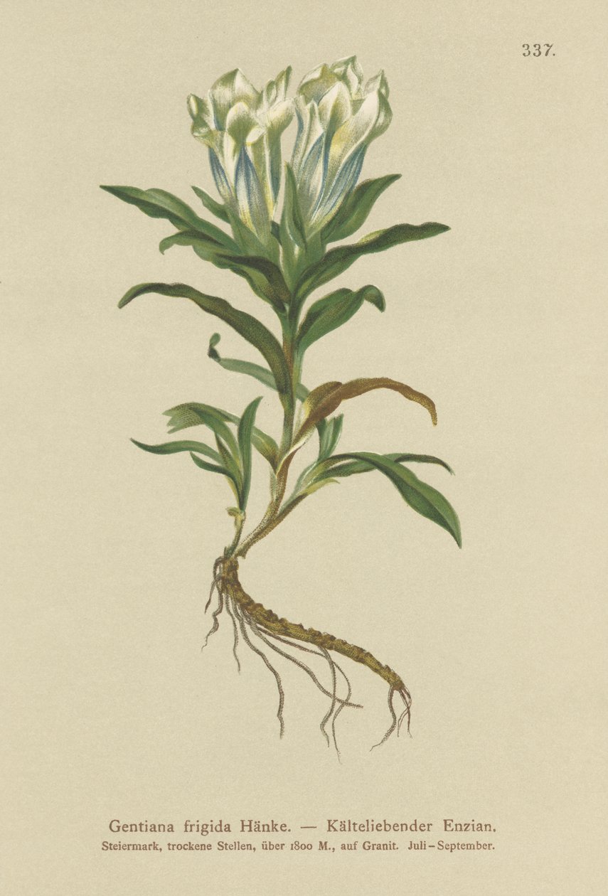 Tauern Gentian (Gentiana frigidum) av German School