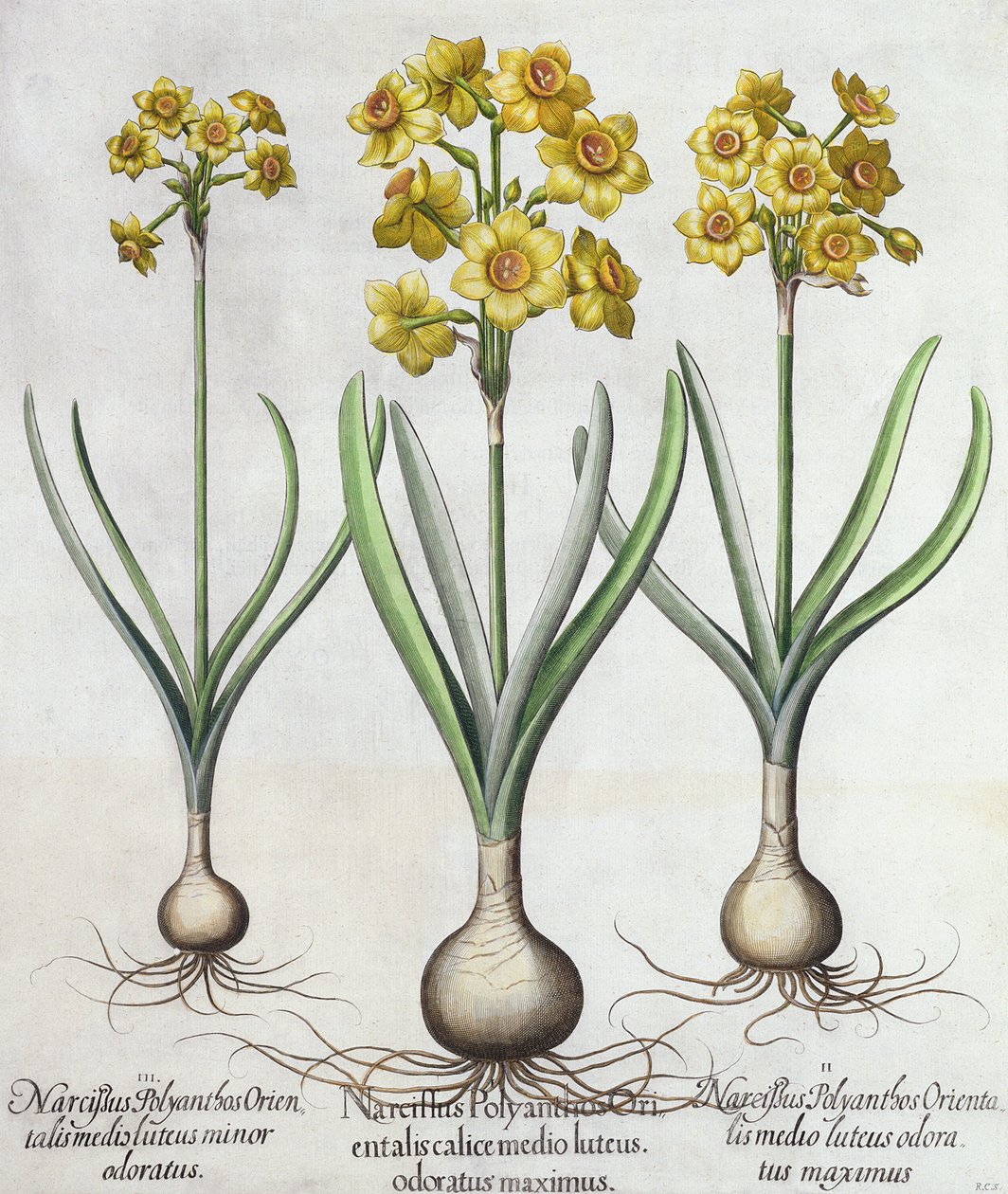 Tazetta Narcissi, fra Hortus Eystettensis av Basil Besler (1561-1629), pub. 1613 (håndfarget gravering) av German School