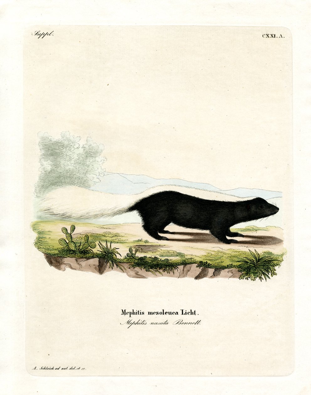 Texan Skunk (farget gravering) av German School