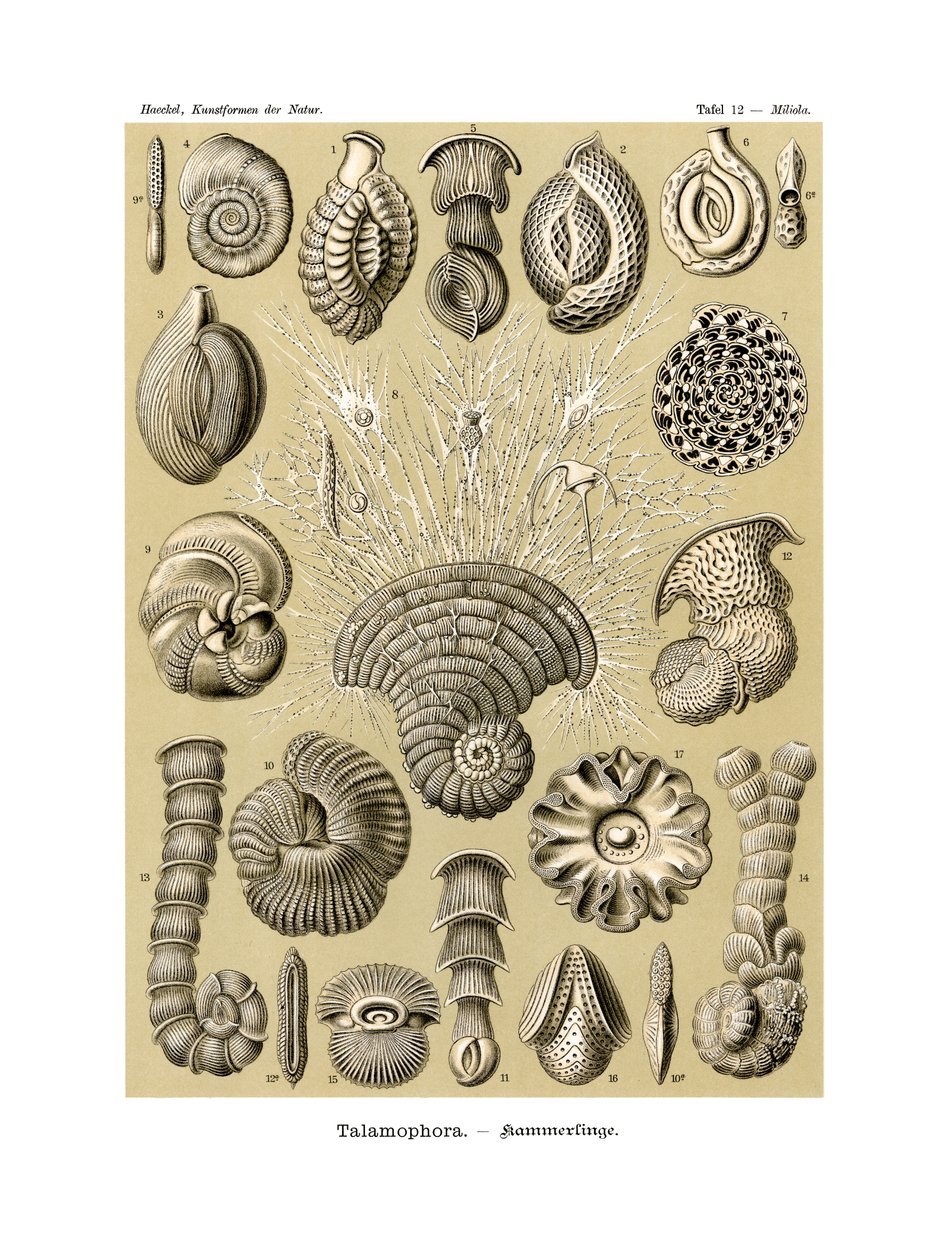 Thalamophora, 1899-1904 av German School