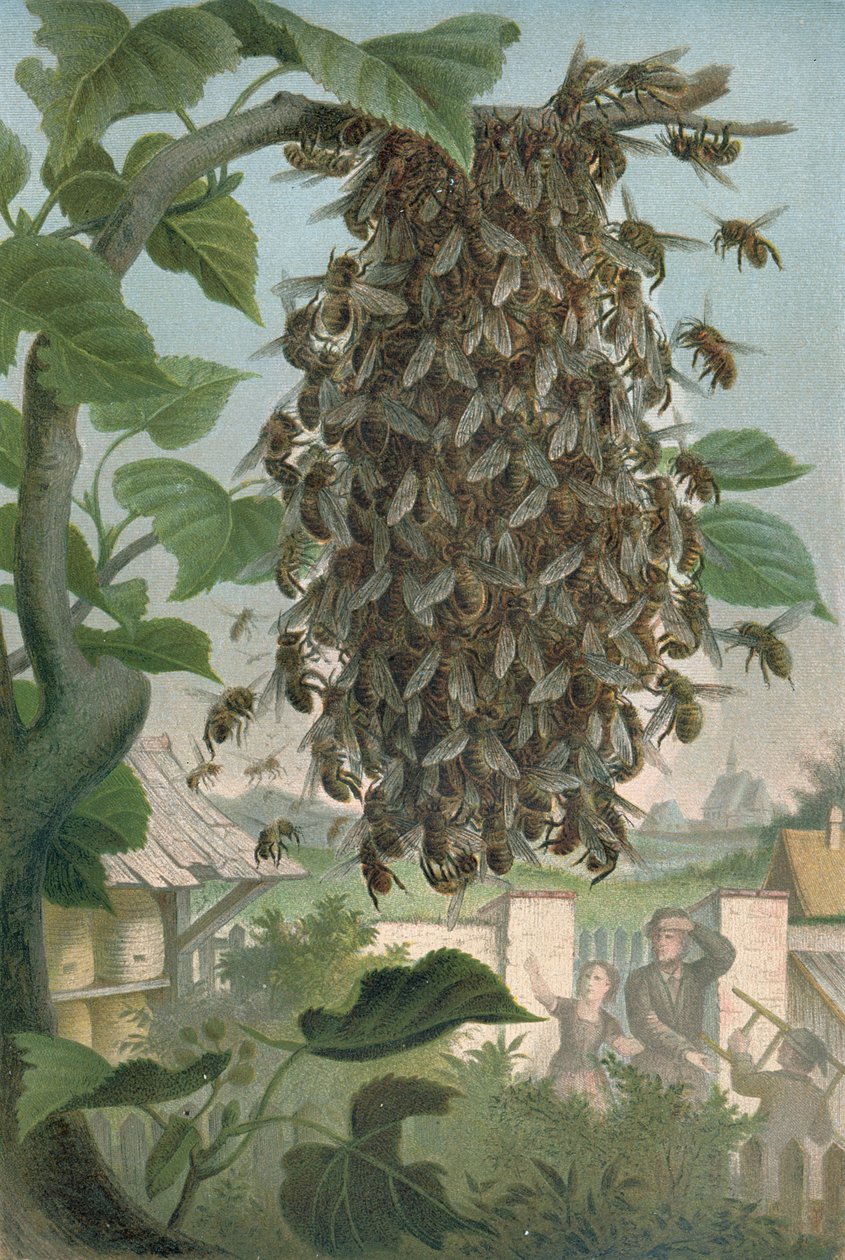 The Bees Nest, slutten av 1800-tallet av German School
