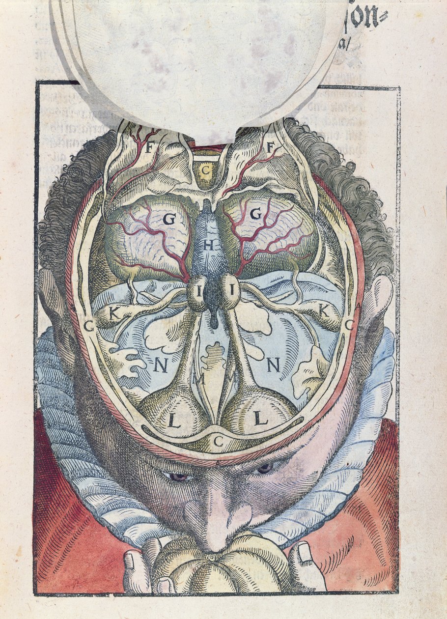 The Brain, fra Ophthalmodouleia av Georg Bartisch (1535-1636) utgitt i Dresden i 1583 (farget treblokktrykk) av German School