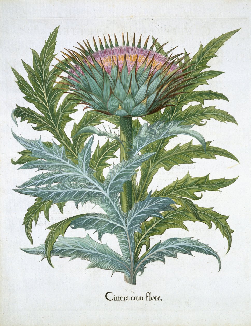 The Cardoon, fra Hortus Eystettensis av Basil Besler (1561-1629), pub. 1613 (håndfarget gravering) av German School