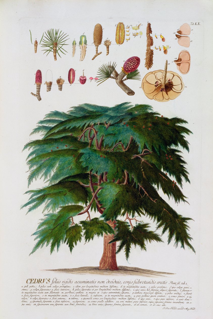 Cedar, gravert av Johann Jakob Haid (1704-67) plate 60 fra en botanisk bok, pub. av Augustus Vind av German School