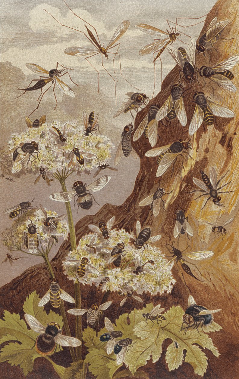 The Dominance of the Flies, plate fra Brehms Animal Life: General Knowledge of the Animal Kingdom, vol.9, s.493, utgitt av Bibliographic Institute, 1892 av German School