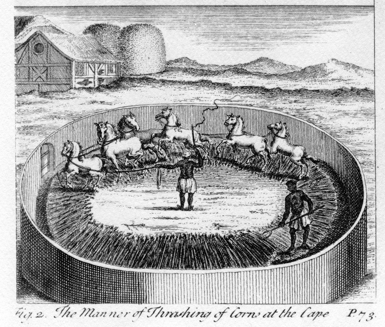 The Manner of Thrashing of Corn at the Cape, illustrasjon fra 
