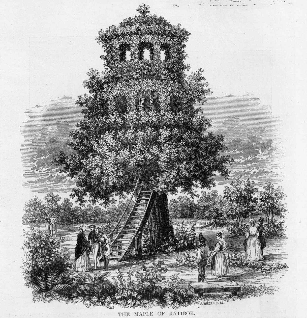 The Maple of Ratibor, Schlesia, 1893 av German School