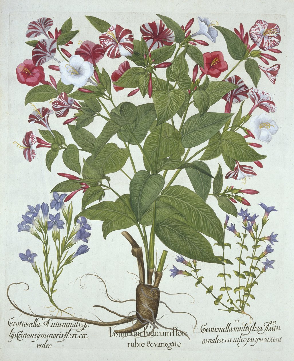 The Marvel of Peru and Two Varieties of Gentian, fra Hortus Eystettensis, av Basil Besler (1561-1629), pub. 1613 (håndfarget gravering) av German School
