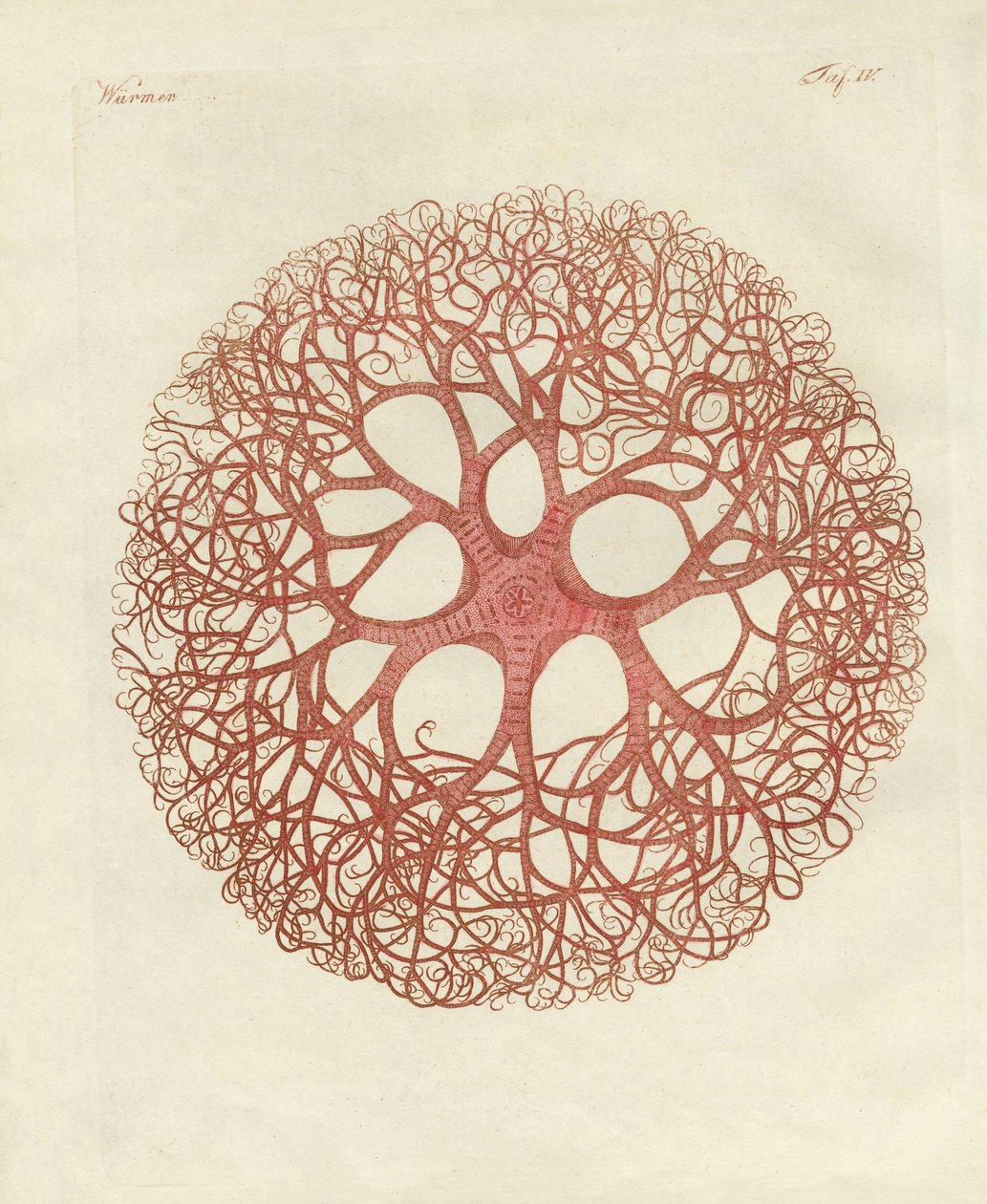 Medusa-stjernen av German School