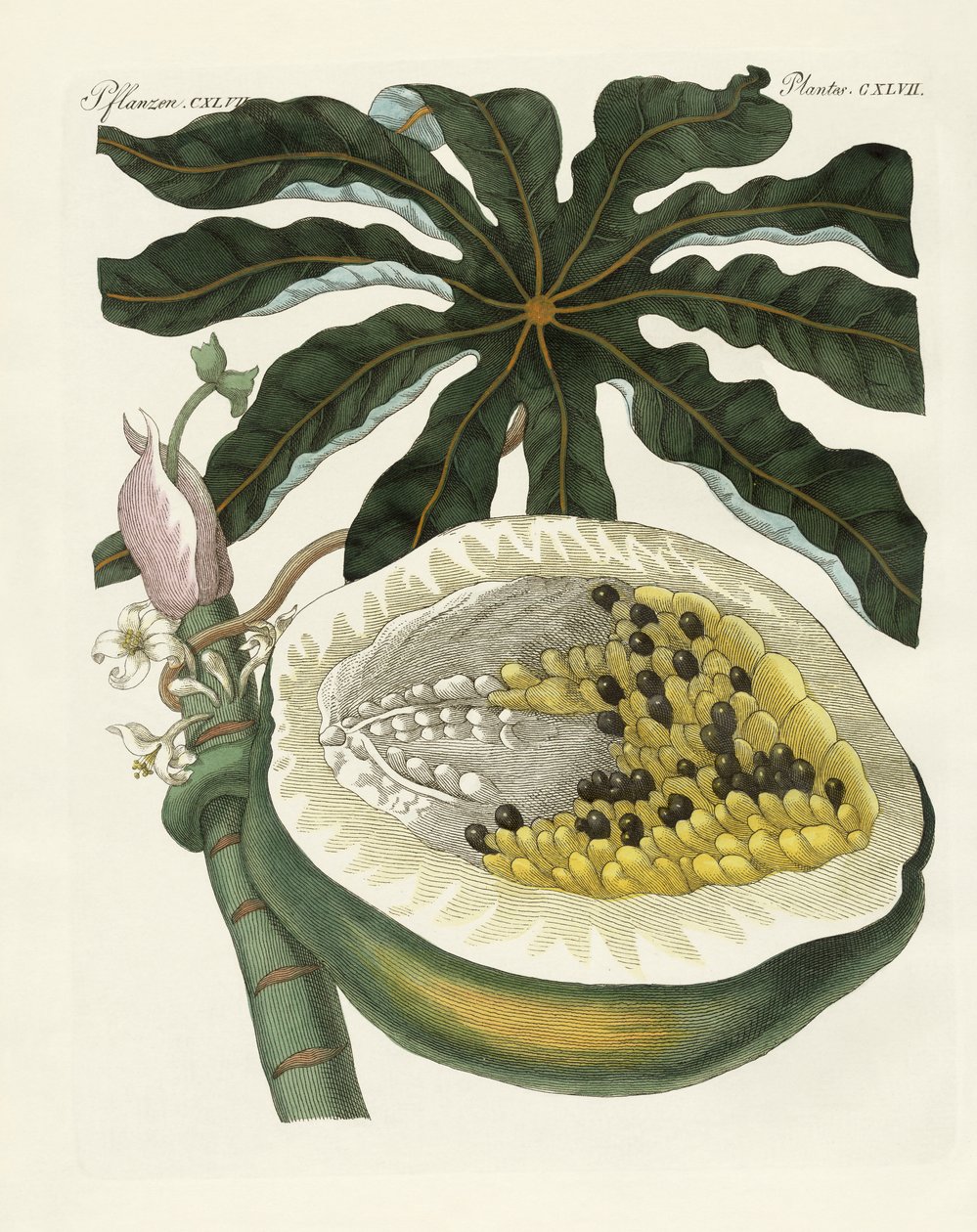 Melon- eller papayatreet (farget gravering) av German School